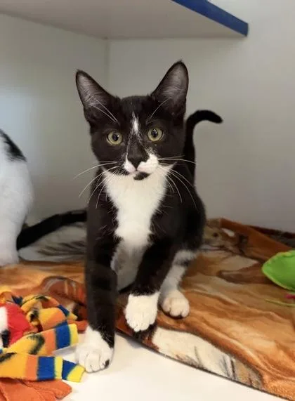 A baby small-sized male Domestic Short Hair cat named Sax for adoption in Divide, CO