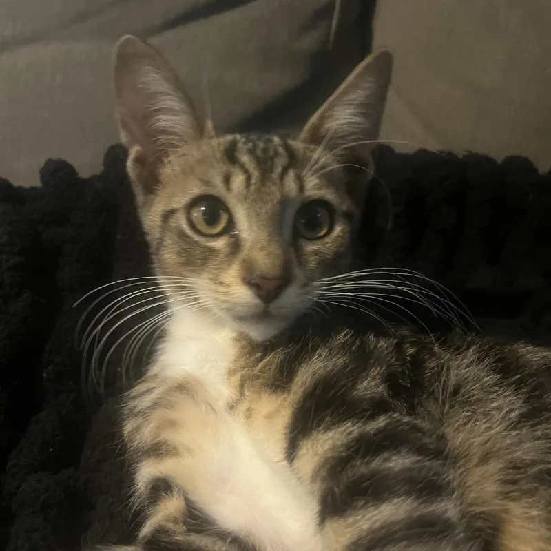 A baby small-sized male Brown / Chocolate Domestic Short Hair cat named Ajay for adoption in Port Richey, FL