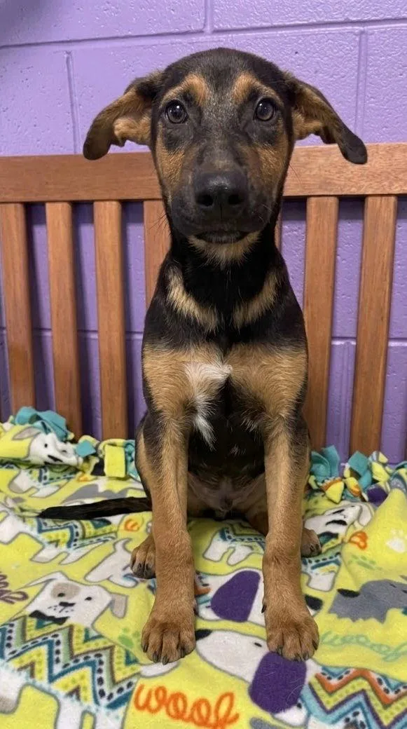 A baby large-sized male Shepherd dog named Moses for adoption in North Prairie, WI