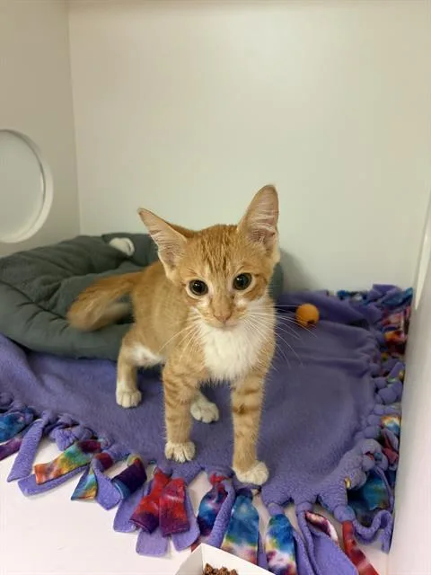 A baby small-sized male Domestic Medium Hair cat named Tigger for adoption in Sugar Land, TX