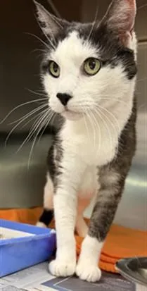 A senior large-sized female Domestic Short Hair cat named Huchu for adoption in Los Angeles, CA