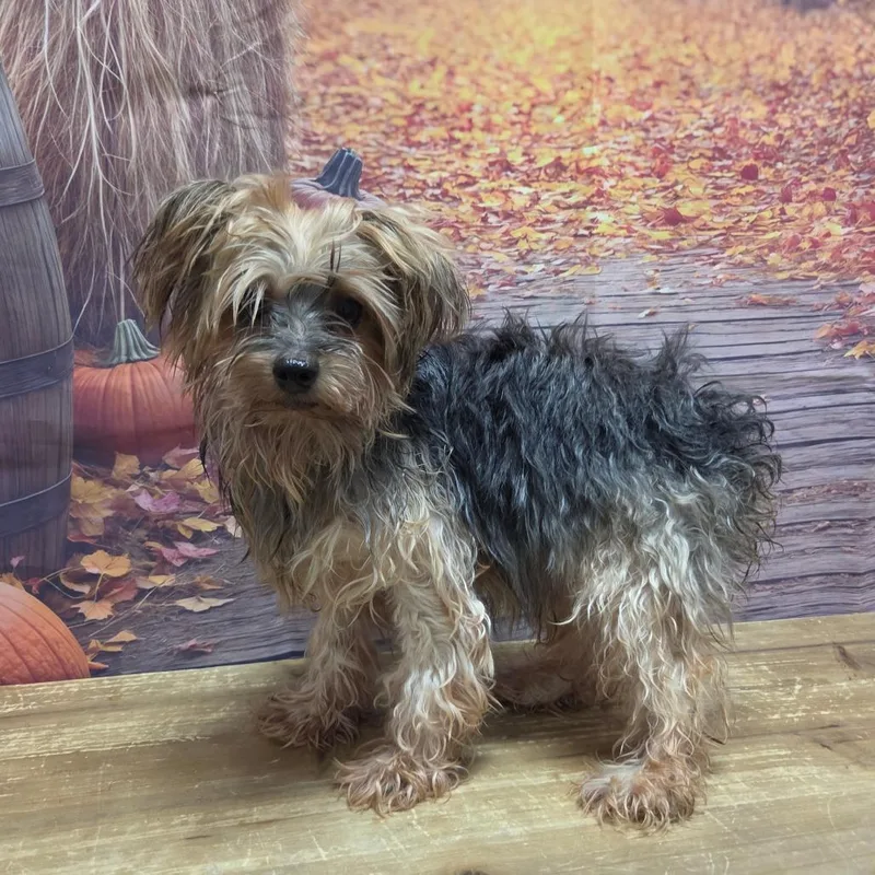 An adult small-sized male Gray / Blue / Silver Yorkshire Terrier dog named Rosco Phillips for adoption in Normal, IL