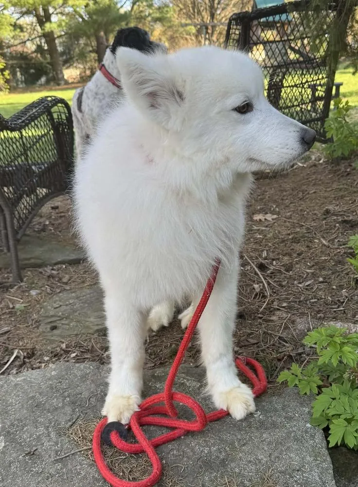 An adult medium-sized male White / Cream Samoyed dog named Buster for adoption in East Greenville, PA