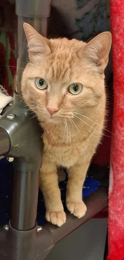 An adult small-sized male Domestic Short Hair cat named Mac for adoption in Fairfax, VA
