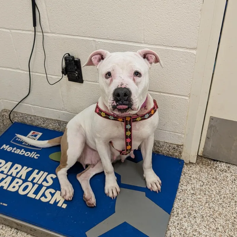 An adult medium-sized female White / Cream Mixed Breed dog named Fleetwood for adoption in Auburn, AL