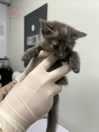 A baby small-sized female Domestic Short Hair cat named Kirstin for adoption in West Chester, PA