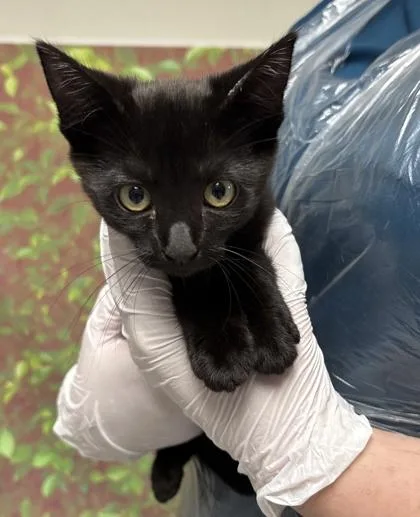 A young small-sized female Domestic Short Hair cat named Luna for adoption in San Antonio, TX