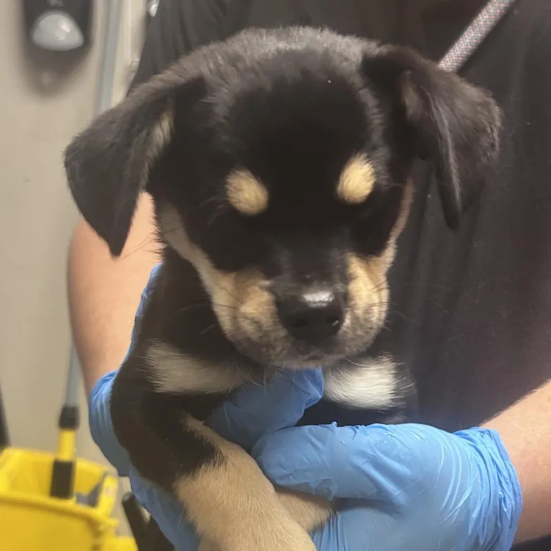 A baby small-sized female Black Chihuahua dog named Lucy for adoption in Yuma, AZ