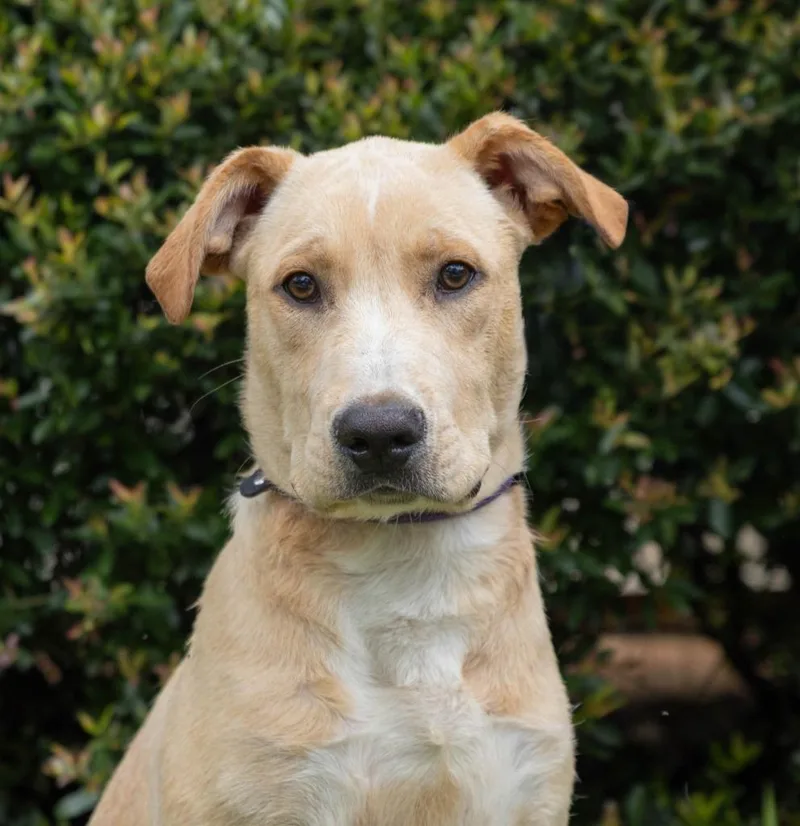 A baby extra large-sized male Labrador Retriever dog named Charlie for adoption in North Syracuse, NY