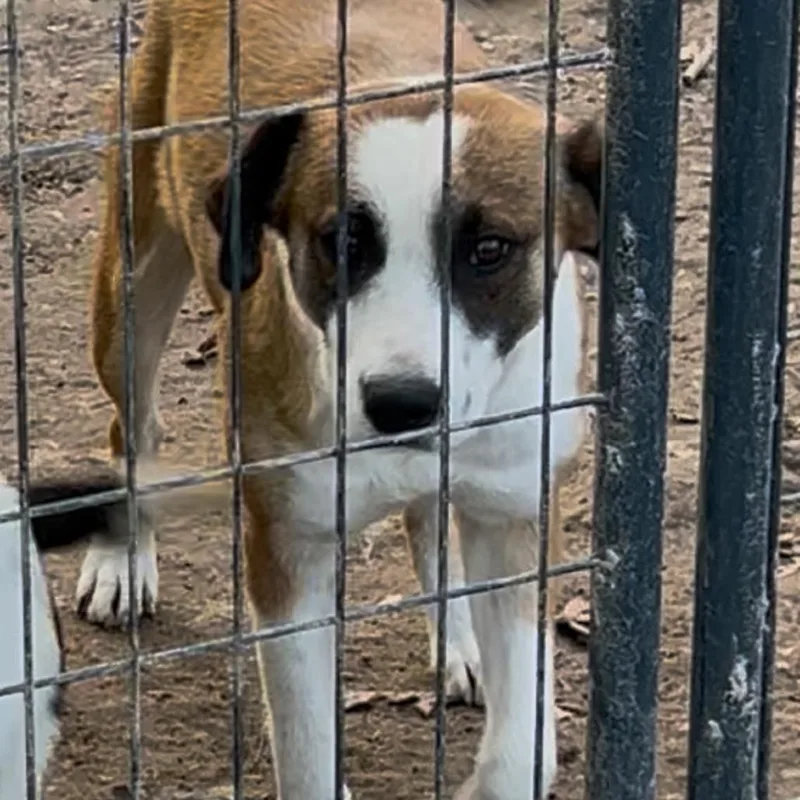 An adult medium-sized female Brown / Chocolate Mixed Breed dog named Heidi for adoption in Hohenwald, TN