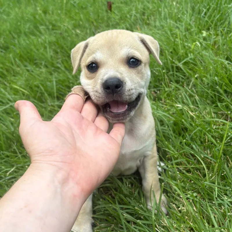 A baby small-sized female Mountain Cur dog named Opal for adoption in Franklin, NC