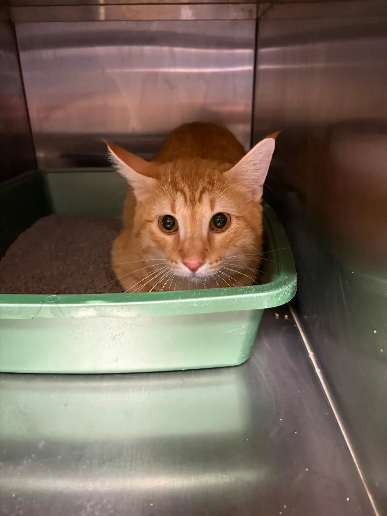 A young medium-sized male Domestic Short Hair cat named Kody for adoption in Great Bend, KS