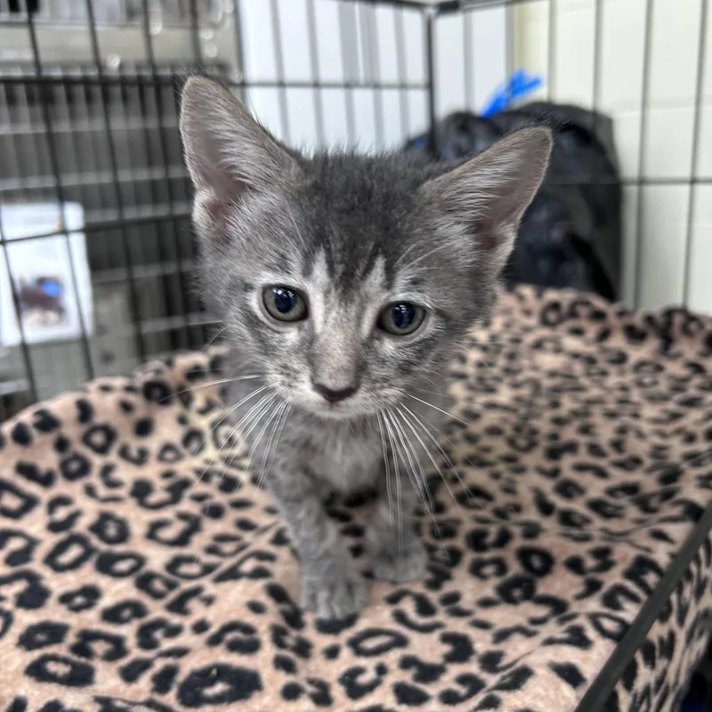 A baby small-sized male Gray / Blue / Silver Domestic Short Hair cat named Ellie for adoption in Bastrop, TX