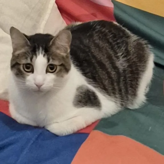 A young medium-sized male Tabby (Brown / Chocolate) American Shorthair cat named Donald for adoption in North Hollywood, CA