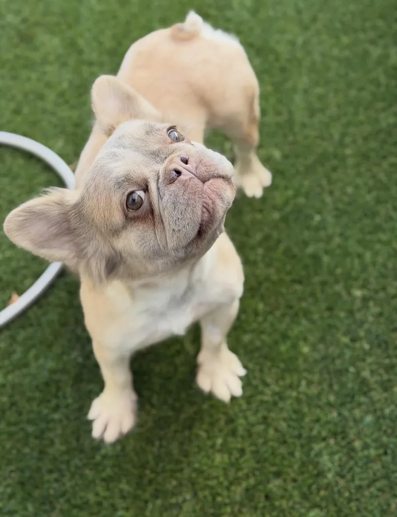A young small-sized female Apricot / Beige French Bulldog dog named Echo for adoption in Las Vegas, NV