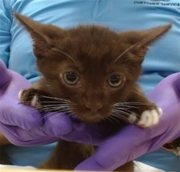A baby small-sized male Domestic Short Hair cat named Fudge for adoption in Miami, FL