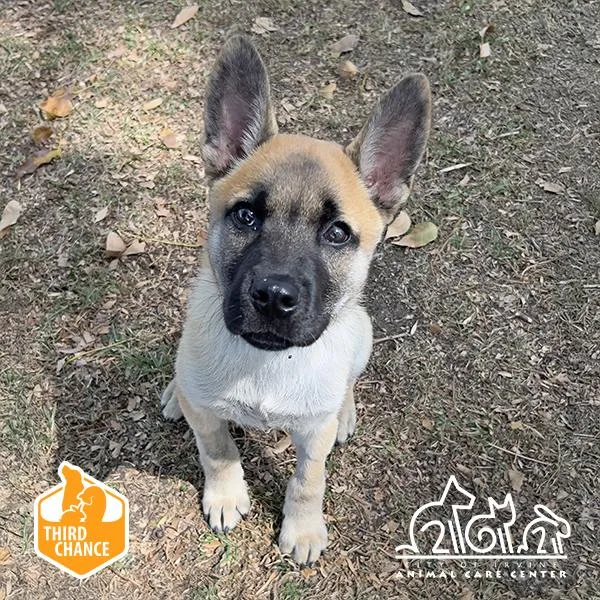 A baby small-sized female German Shepherd Dog dog named Victra for adoption in Irvine, CA