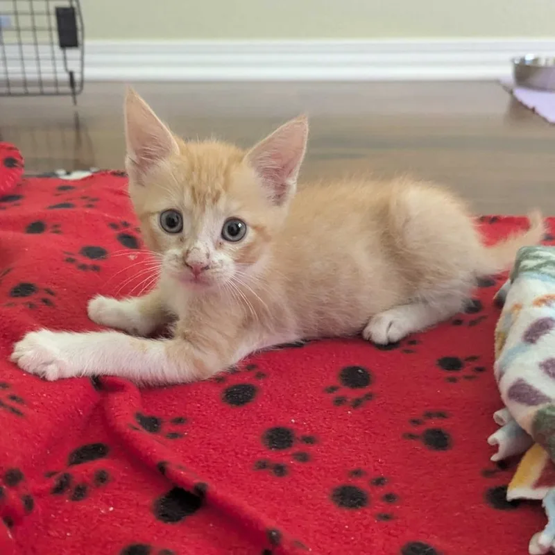 A baby small-sized male Orange / Red Domestic Short Hair cat named Cheddar for adoption in Riverside, CA