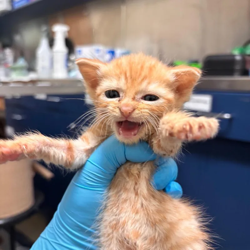 A baby small-sized male Orange / Red Domestic Short Hair cat named Teddy Ruxpin for adoption in Lynchburg, VA