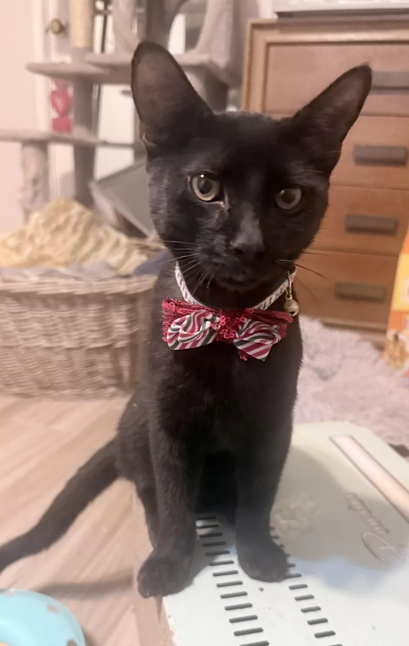 A baby large-sized male Domestic Short Hair cat named Tank for adoption in Metairie, LA