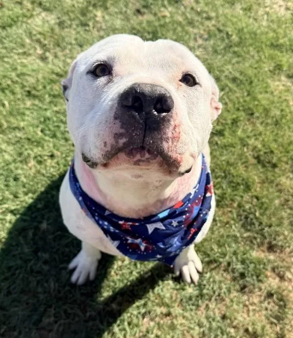 An adult large-sized male American Staffordshire Terrier dog named Moo for adoption in Tulare, CA