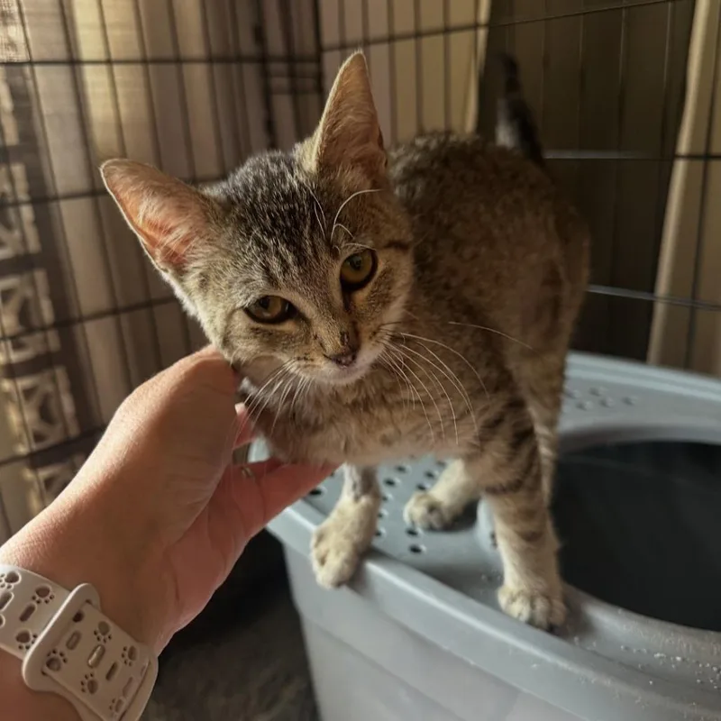 Firecracker thumbnail 2