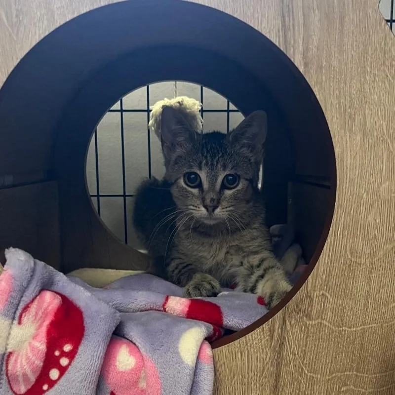 Firecracker thumbnail 3