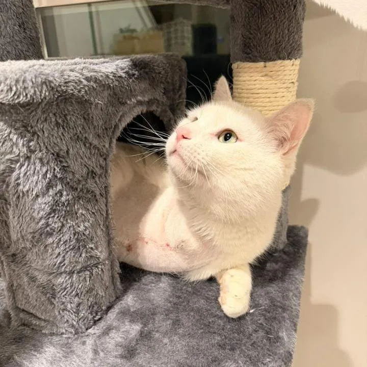 Cream Cheese Benson thumbnail 2