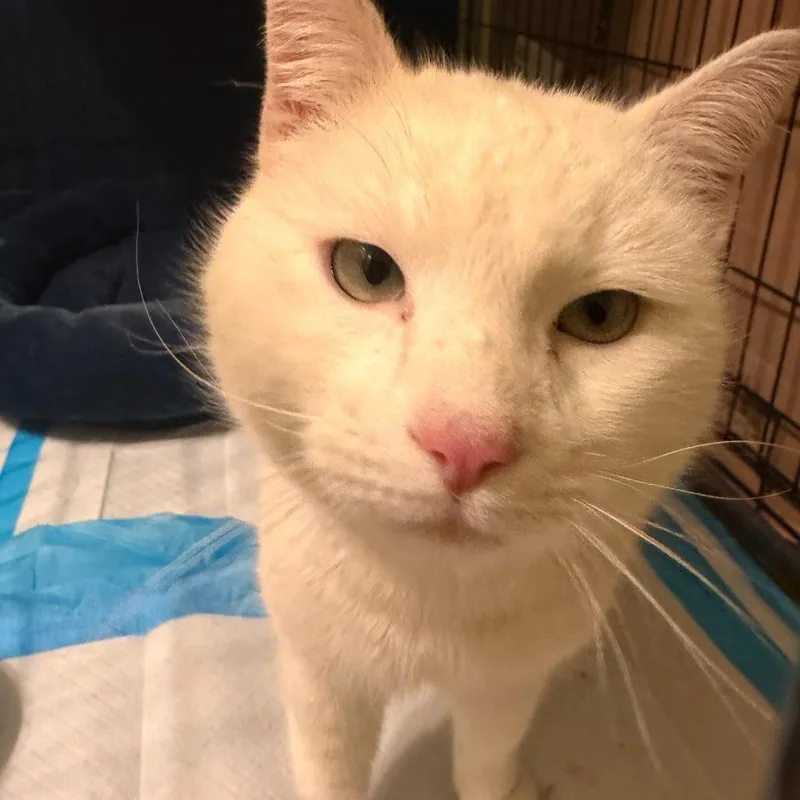 Cream Cheese Benson thumbnail 3