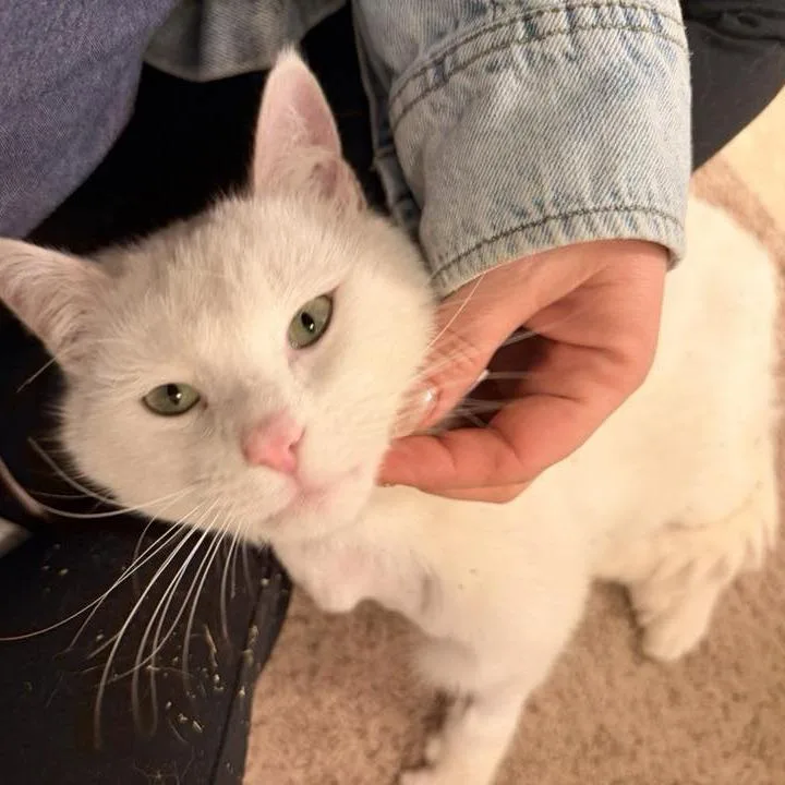 Cream Cheese Benson thumbnail 4