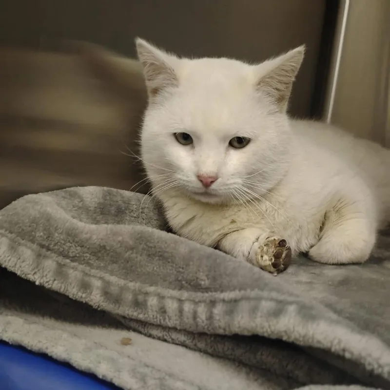 Cream Cheese Benson thumbnail 5