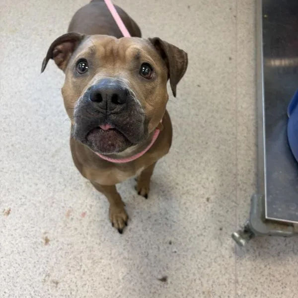 An adult large-sized female Mixed Breed dog named Bryan for adoption in New York, NY
