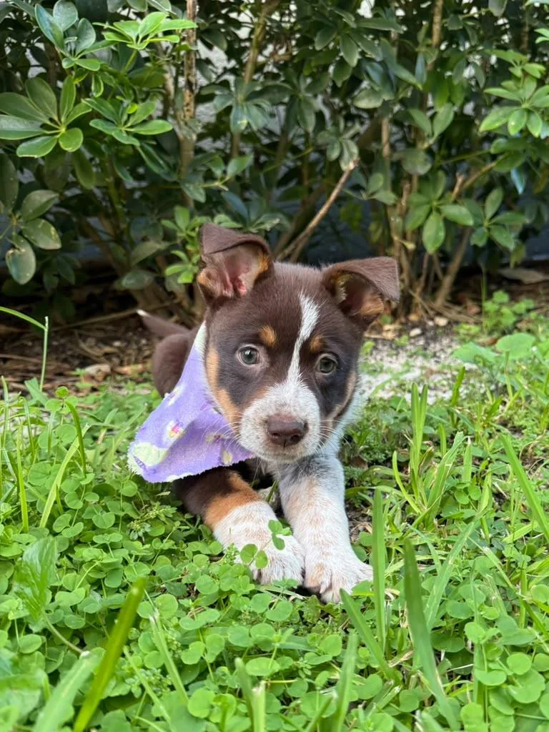 A baby medium-sized female Australian Cattle Dog / Blue Heeler dog named Koala for adoption in Sunrise, FL