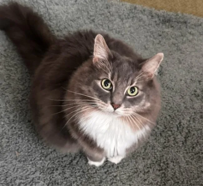 An adult large-sized female Brown / Chocolate Domestic Short Hair cat named Cailie for adoption in Cincinnati, OH