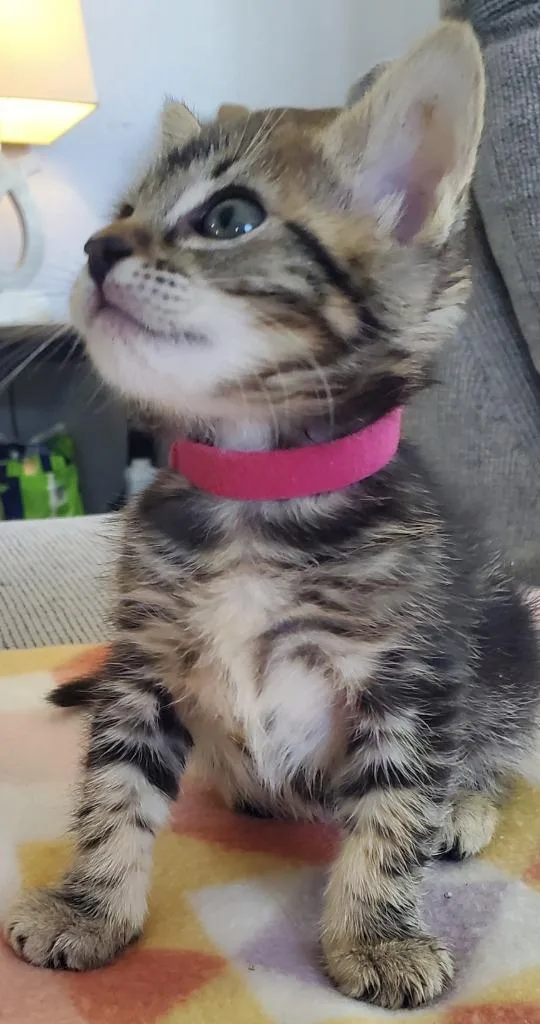 A baby small-sized female Domestic Short Hair cat named Delilah for adoption in HUNTINGTON BEACH, CA