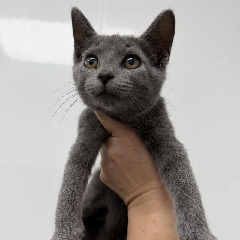 A baby small-sized female Gray / Blue / Silver Domestic Short Hair cat named Mojito for adoption in La Grange, KY