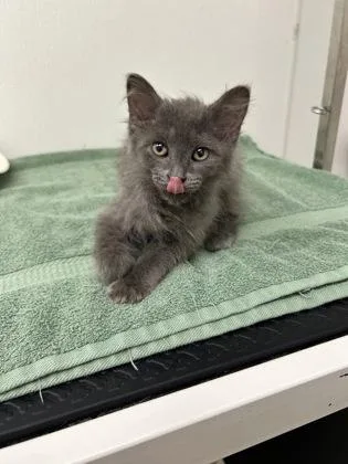 A young small-sized male Domestic Long Hair cat named Evinrude for adoption in Phoenix, AZ