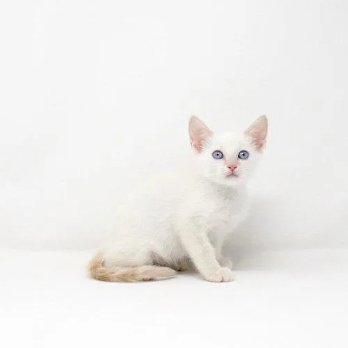 A baby medium-sized female Domestic Short Hair cat named Catnip for adoption in Florence, AZ