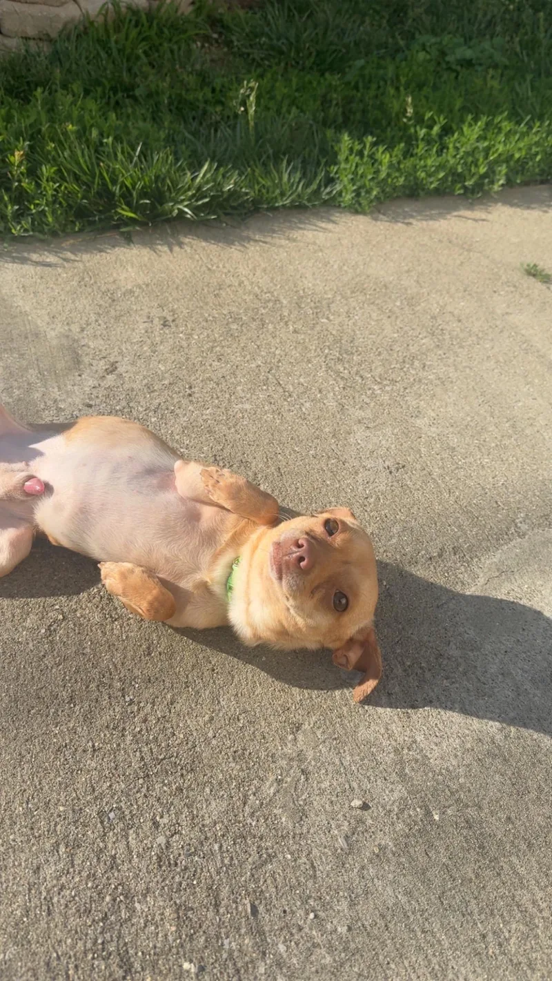 A young small-sized male Apricot / Beige Chihuahua dog named Malcom for adoption in Lexington, KY