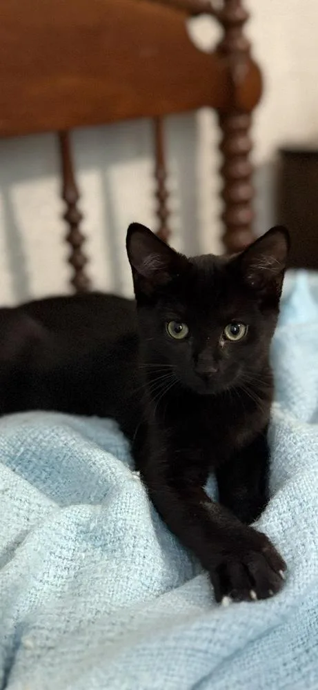 A baby small-sized male Black Domestic Short Hair cat named Duncan for adoption in Ferndale, MI