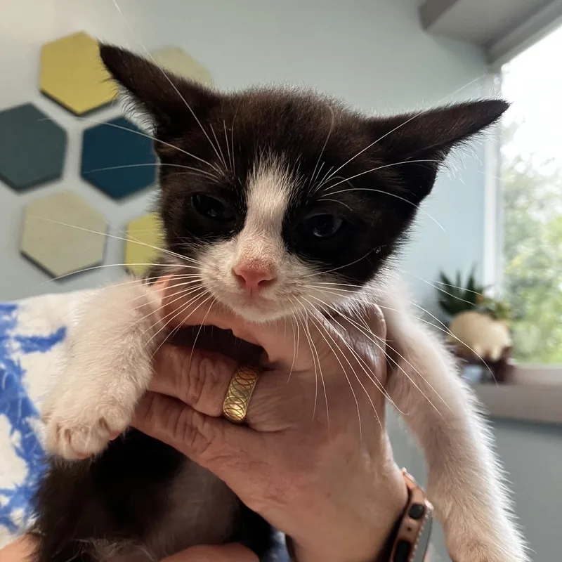 A baby small-sized male Black Domestic Short Hair cat named Piglet for adoption in Newark, DE
