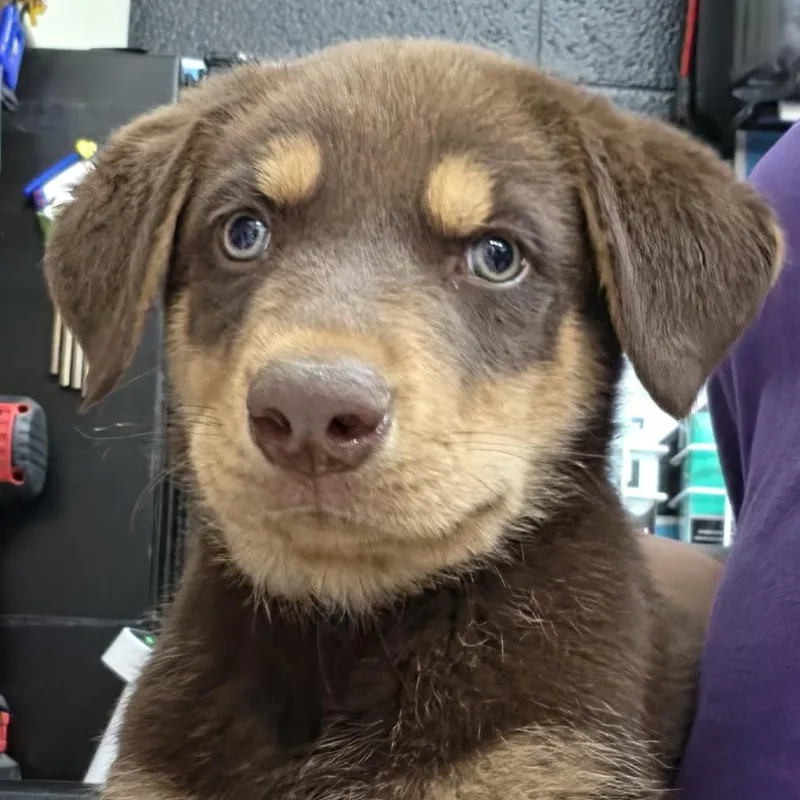 A baby small-sized male Brown / Chocolate Mixed Breed dog named Trent for adoption in Ardmore, OK