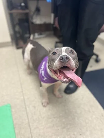 A young medium-sized female Gray / Blue / Silver Mixed Breed dog named Uranus for adoption in Hamilton, OH