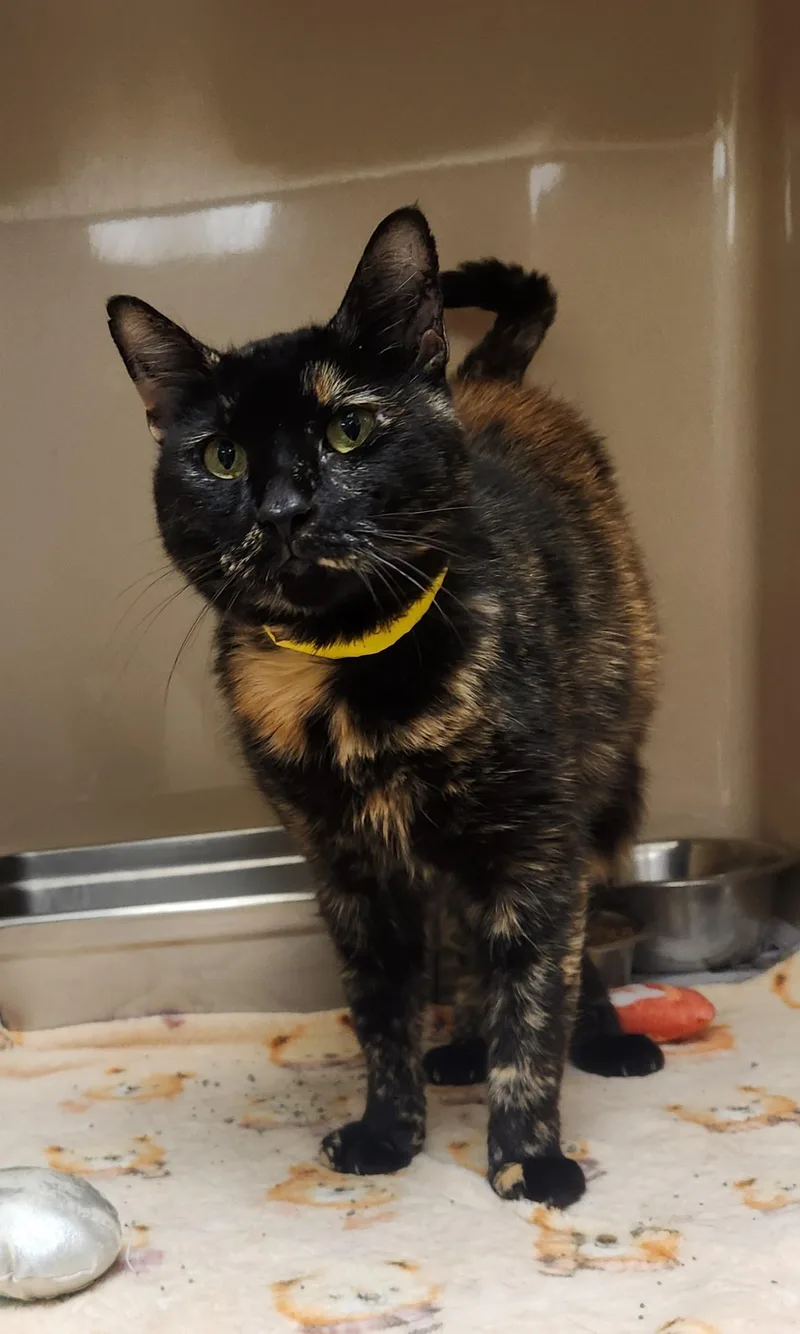 A senior medium-sized female Tortoiseshell Domestic Short Hair cat named Tuna for adoption in Clayton, NJ