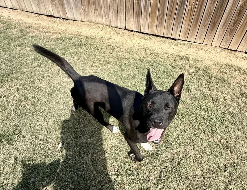 A young medium-sized female German Shepherd Dog dog named Domino for adoption in Holly Springs, MS