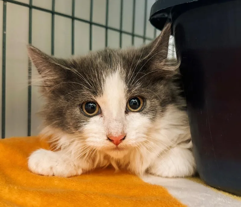 Vivian Smoker thumbnail 3