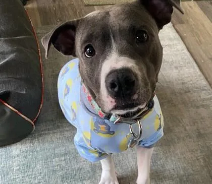 An adult large-sized female Pit Bull Terrier dog named Cheyenne for adoption in Atlanta, GA