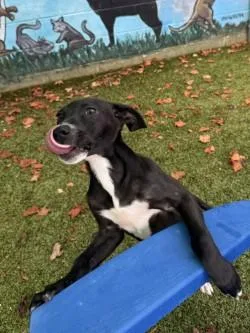 A baby small-sized male Mixed Breed dog named Dallas for adoption in Savannah, GA