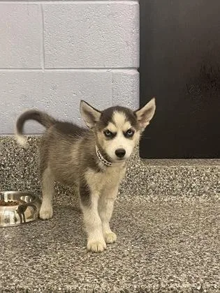 A baby small-sized female Siberian Husky dog named Elsie for adoption in Westland, MI