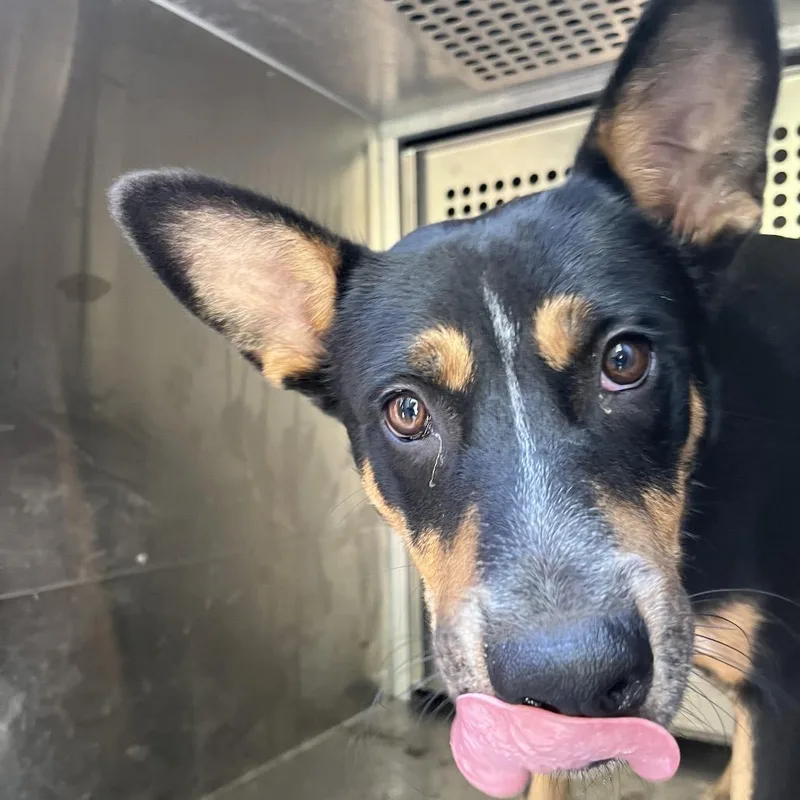 A young medium-sized male Black Australian Cattle Dog / Blue Heeler dog named Astro for adoption in Edinburg, TX